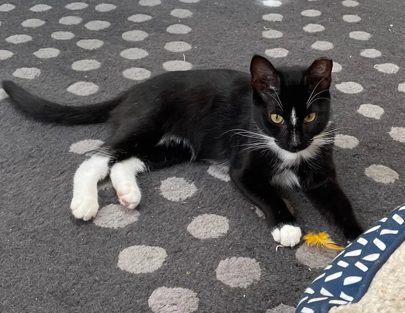 Evie Larchwood thumbnail 2