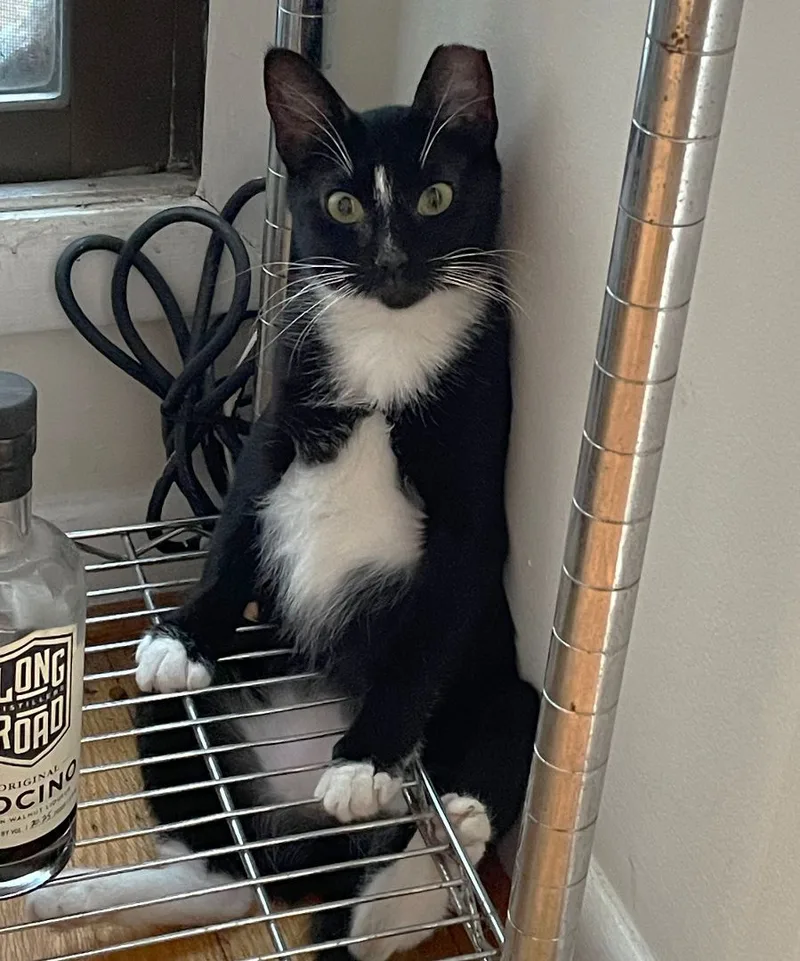 Evie Larchwood thumbnail 3