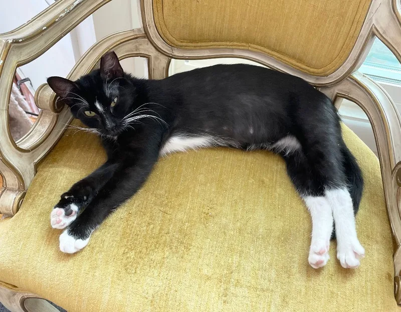 Evie Larchwood thumbnail 5