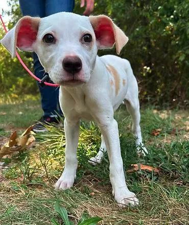 A young large-sized female Mixed Breed dog named Ice Pop for adoption in Reeds Spring, MO