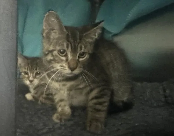 A baby small-sized male Domestic Short Hair cat named Blueray for adoption in Sherwood, OR