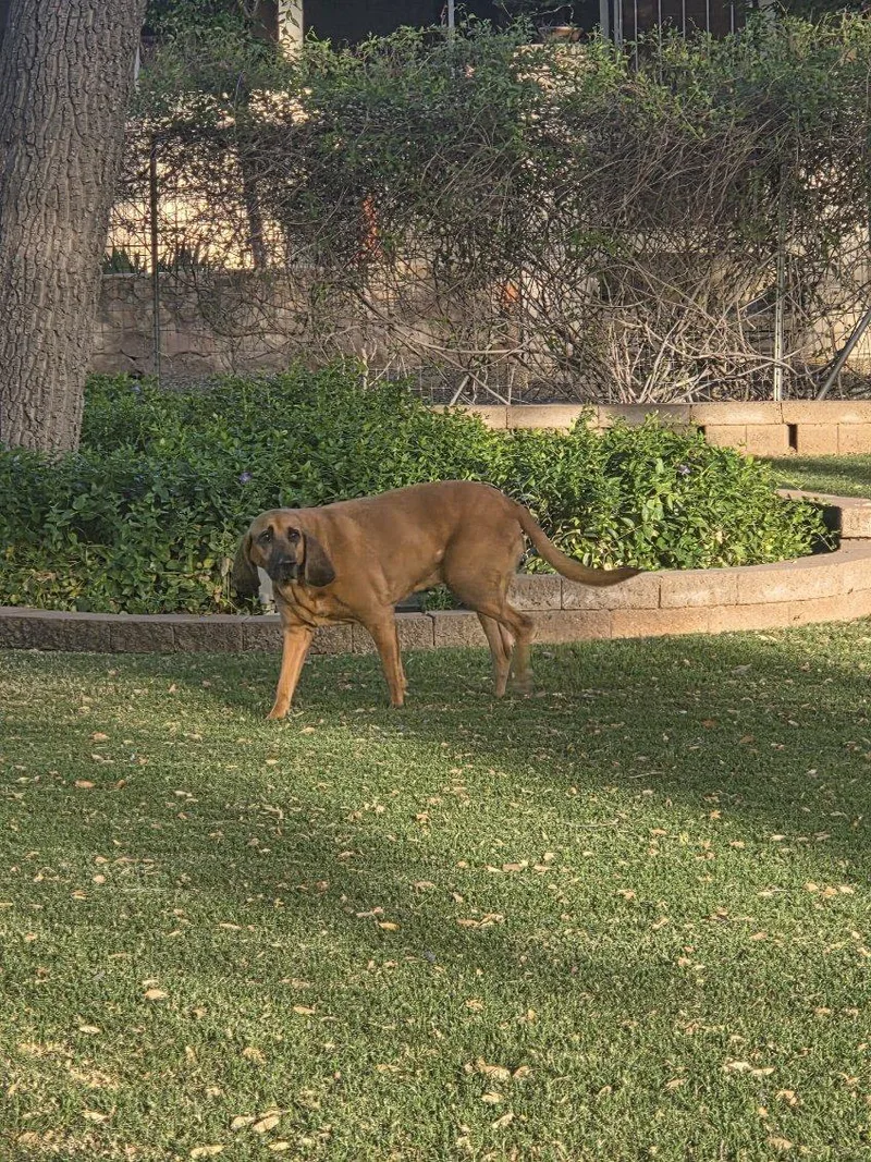 Nala thumbnail 2