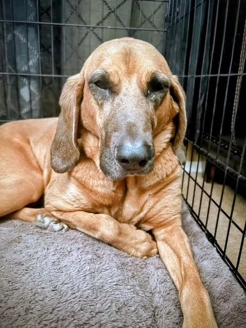 A senior large-sized female Red / Chestnut / Orange Bloodhound dog named Nala for adoption in Dallas, TX
