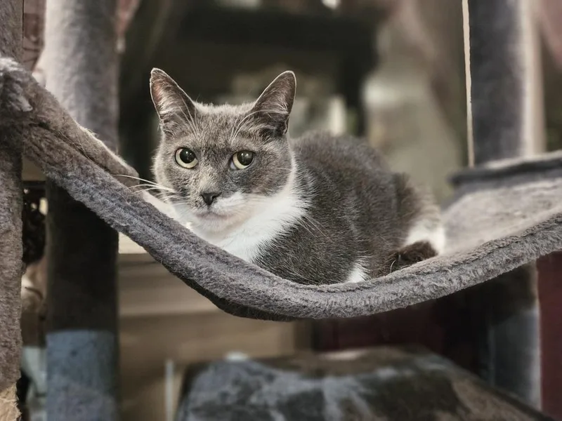 An adult small-sized female Gray & White Domestic Short Hair cat named Ahsoka for adoption in Patchogue, NY