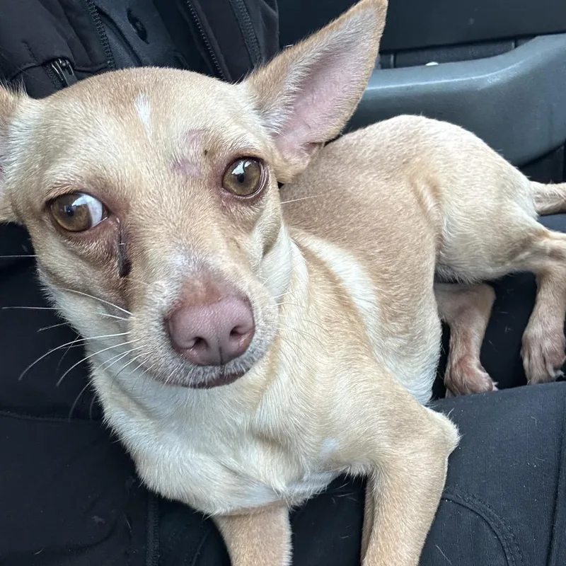 An adult small-sized female Yellow / Tan / Blond / Fawn Chihuahua dog named Marigold for adoption in Galveston, TX