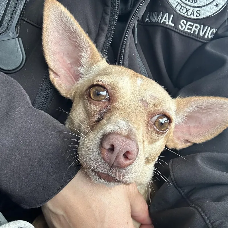 Marigold thumbnail 2