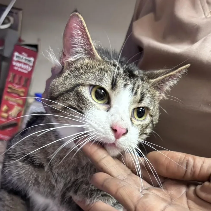 A young large-sized male Gray / Blue / Silver Domestic Short Hair cat named Jaxon  U for adoption in Tupelo, MS