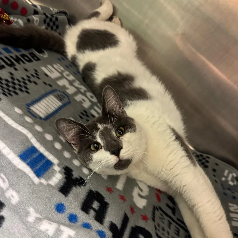 An adult medium-sized male Gray / Blue / Silver Domestic Short Hair cat named Todd for adoption in Waukesha, WI