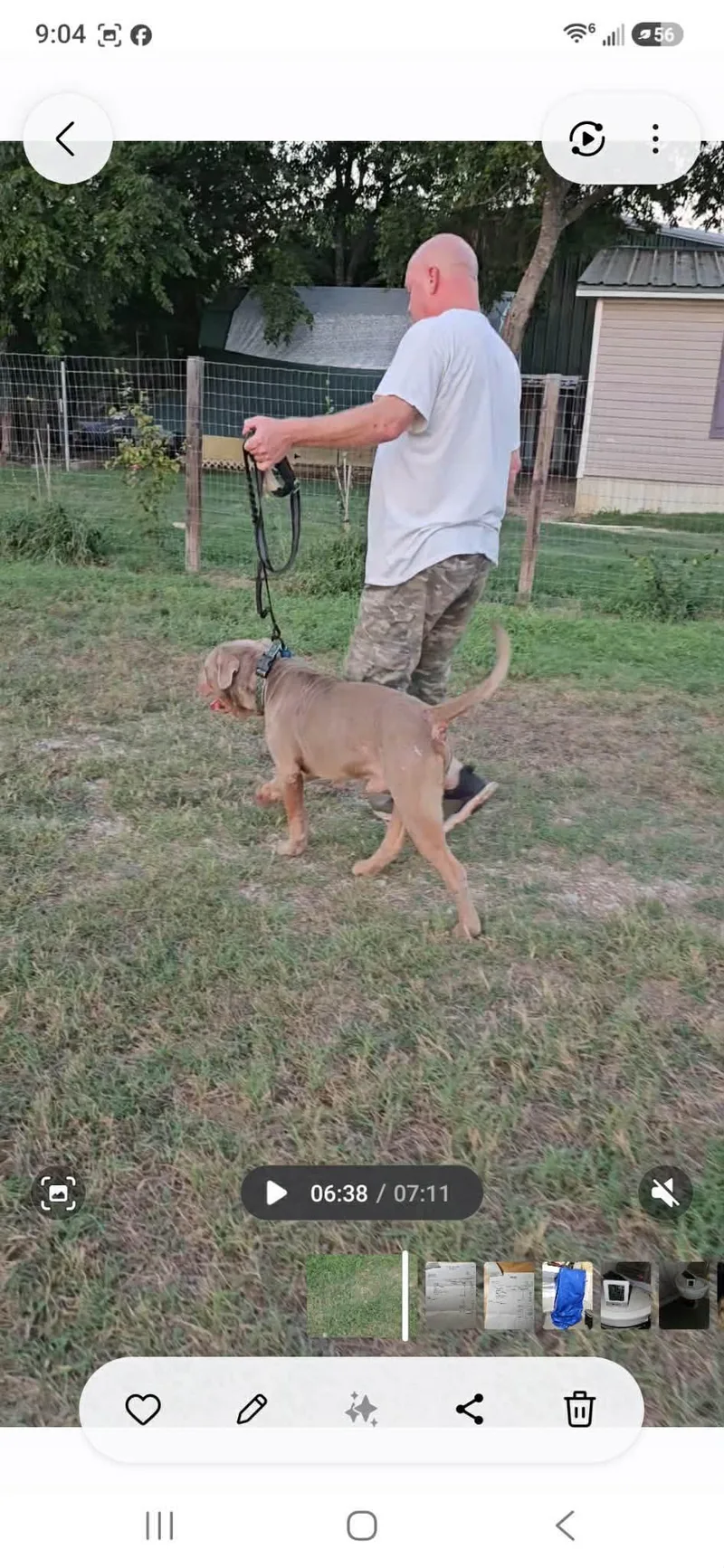 An adult large-sized male American Staffordshire Terrier dog named Hulk for adoption in Dallas, TX