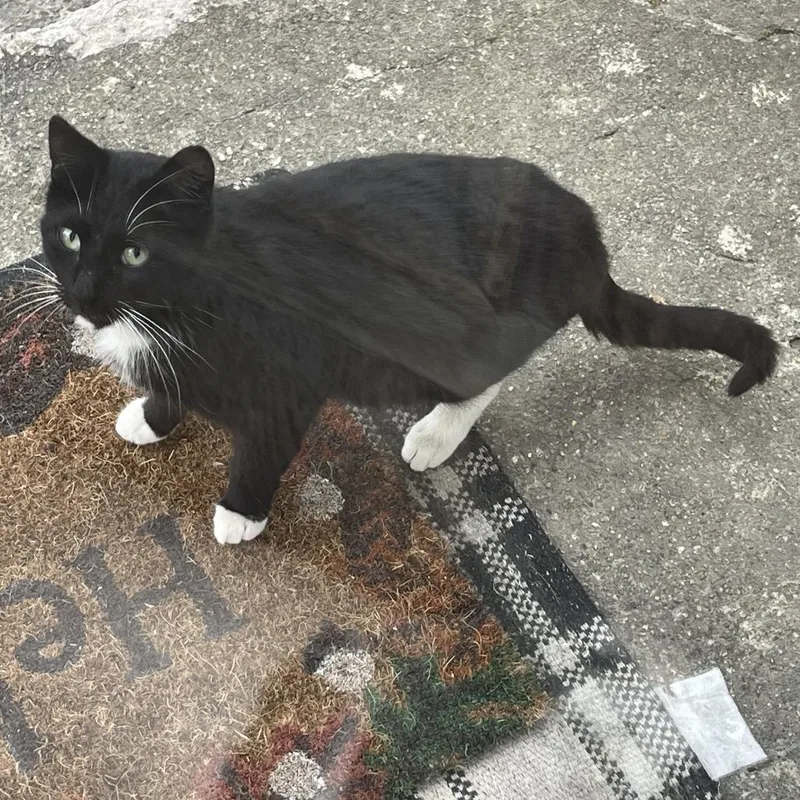 An adult small-sized female Black Domestic Medium Hair cat named Found Preston Mn for adoption in Rochester, MN