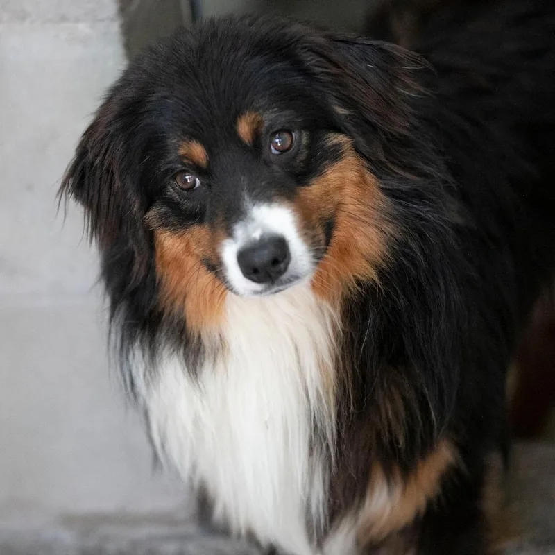 A young medium-sized male Black Australian Shepherd dog named Cheezit for adoption in Peyton, CO