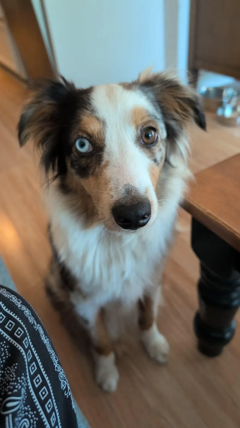 A young medium-sized female Australian Shepherd dog named Ecco for adoption in New Baltimore, MI