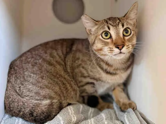 A baby medium-sized male Domestic Short Hair cat named Cheeto for adoption in Bonita, CA