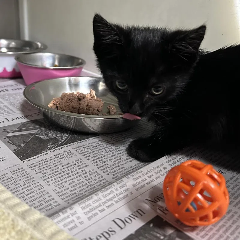 A baby small-sized female Black Domestic Short Hair cat named Capri for adoption in Starkville, MS