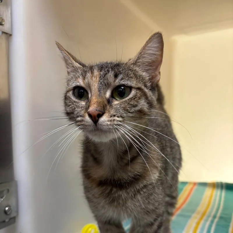 A young medium-sized female Gray / Blue / Silver Domestic Short Hair cat named Lulu for adoption in Harrisonburg, VA