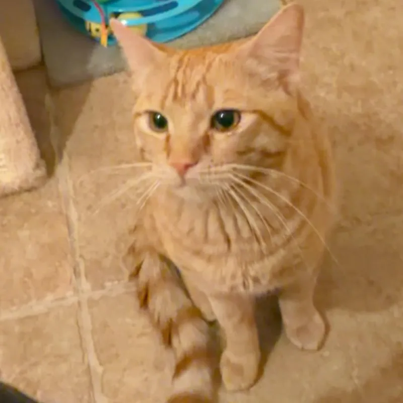 A young small-sized male Orange / Red Domestic Short Hair cat named Puff for adoption in Las Vegas, NV