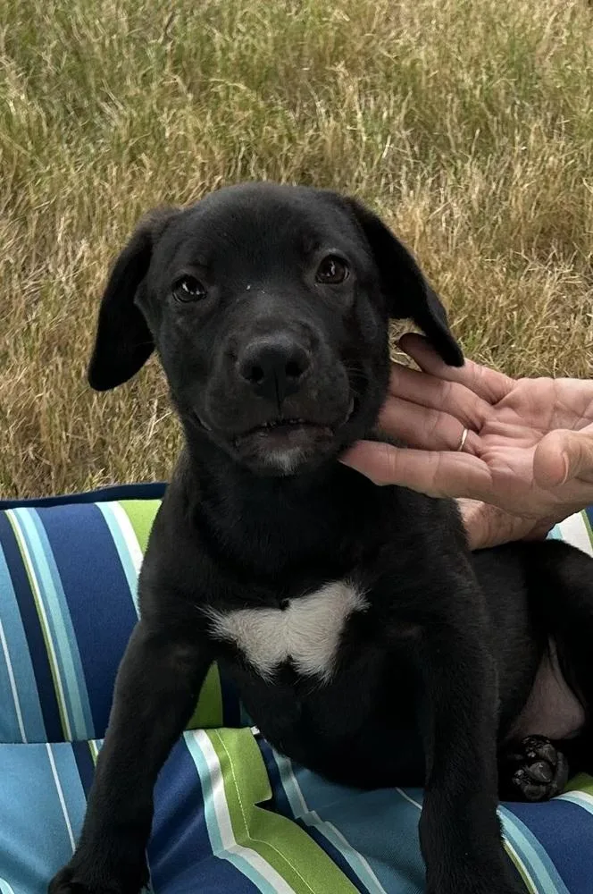 A baby large-sized male Tricolor (Brown, Black, & White) Labrador Retriever dog named Bo Dukes of for adoption in Horn Lake, MS