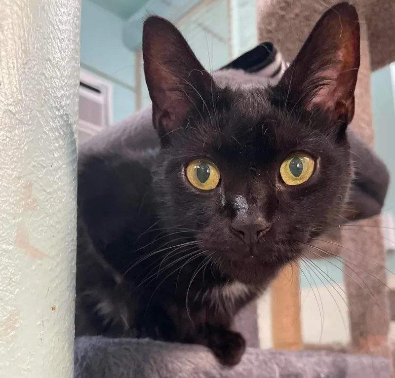A young medium-sized female Black Domestic Short Hair cat named Rogue for adoption in Gonic, NH