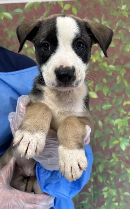 A young small-sized female American Staffordshire Terrier dog named Columbia for adoption in San Antonio, TX