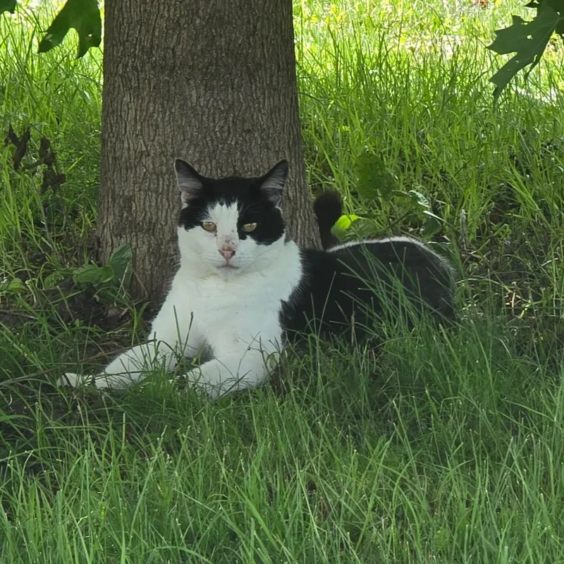 Tux thumbnail 2