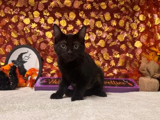 A baby small-sized female Domestic Short Hair cat named Bri for adoption in Fairfield, CA