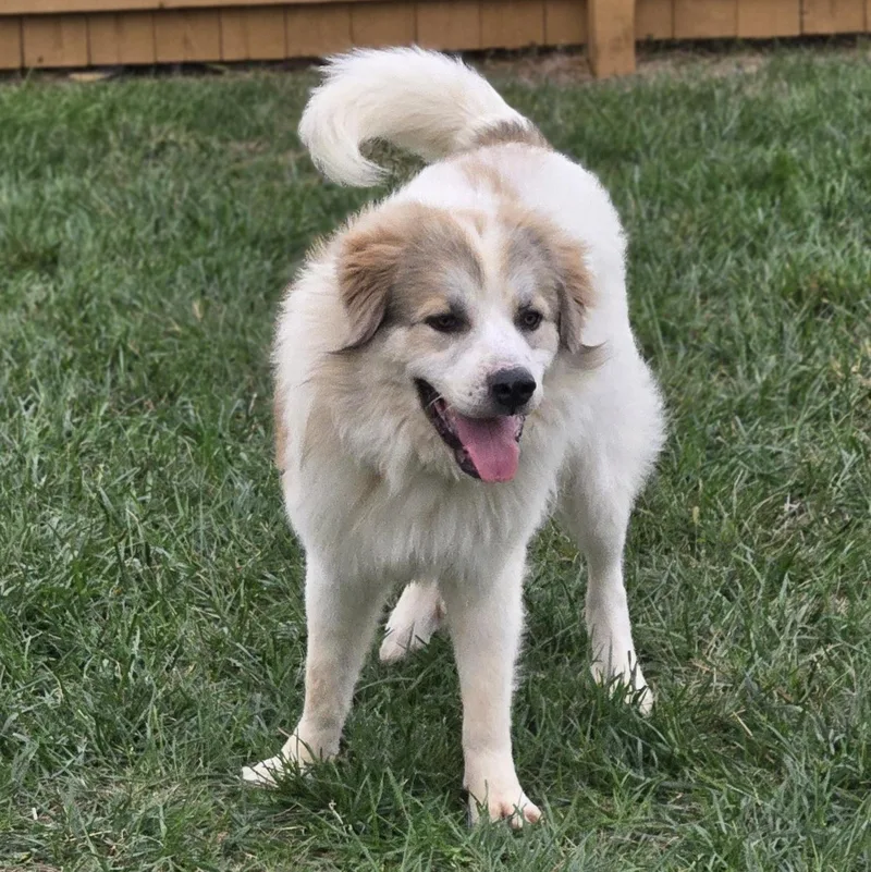 An adult large-sized male Great Pyrenees dog named Canyon for adoption in Springfield, MO