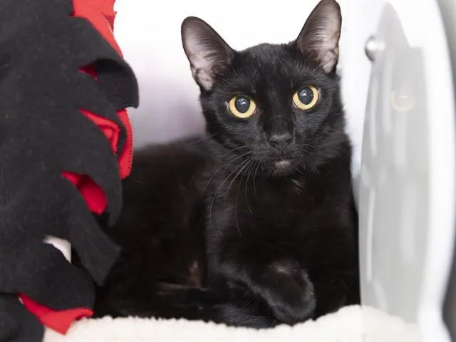 A young small-sized female Domestic Short Hair cat named Juliet for adoption in Phoenix, AZ