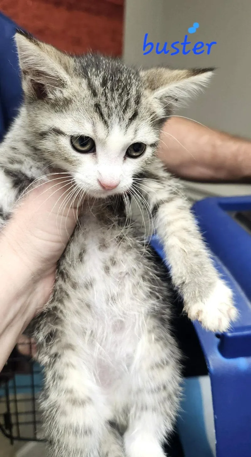 A baby small-sized male Tabby cat named Buster C Klein for adoption in Saunderstown, RI
