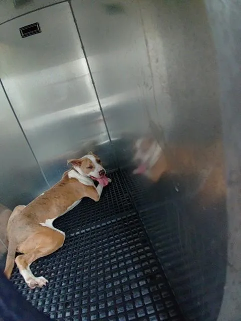 A young medium-sized male American Staffordshire Terrier dog named Bo for adoption in Fort Lauderdale, FL