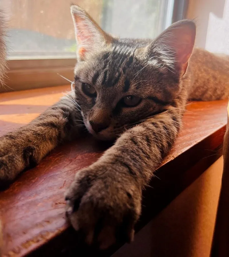 Tator Tot A. thumbnail 2