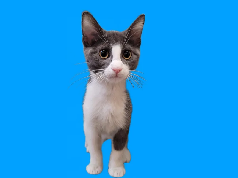 A baby small-sized male Domestic Short Hair cat named Manatee for adoption in Los Angeles, CA