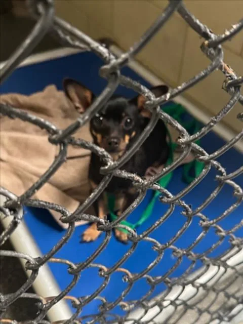 An adult small-sized female Chihuahua dog named Kit for adoption in Woodland, CA