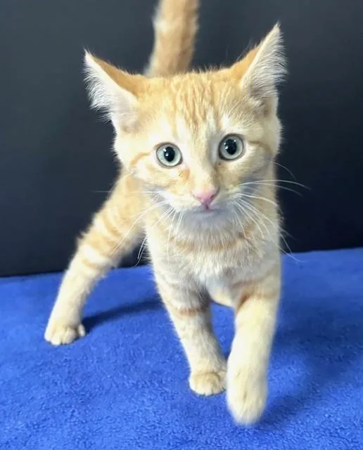 A baby medium-sized female Tabby (Orange / Red) Domestic Short Hair cat named Cardinals for adoption in Hawk Point, MO