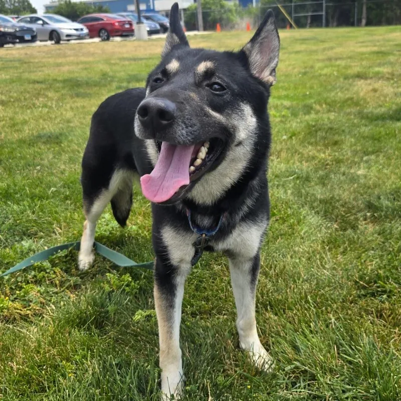 An adult medium-sized female Black Shepherd dog named Sadie for adoption in Champaign, IL