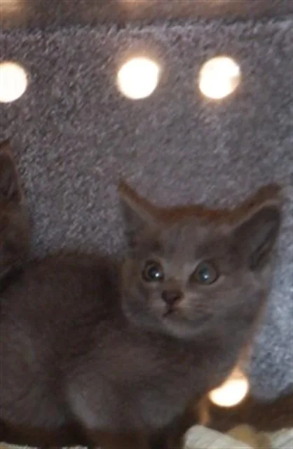 A baby small-sized female Domestic Short Hair cat named Ashy for adoption in San Jose, CA