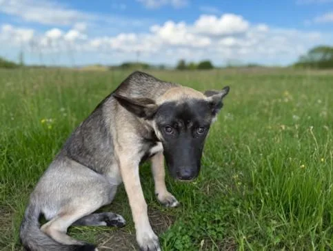 A young large-sized female Belgian Shepherd / Malinois dog named Sable for adoption in San Pedro, CA