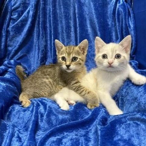 A baby medium-sized female Siamese cat named Mandy for adoption in Gainesville, FL