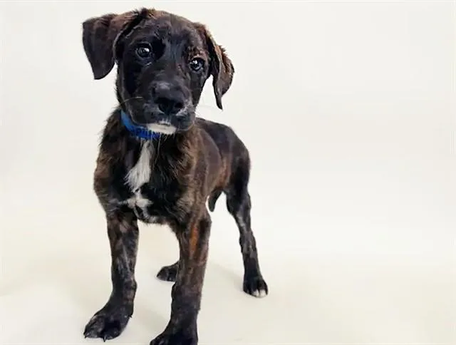 A baby small-sized male Terrier dog named Sprocket for adoption in Saint Louis, MO