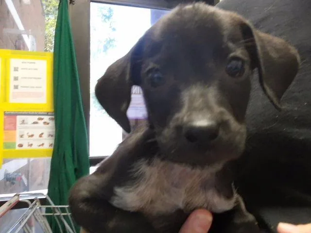A baby small-sized male Labrador Retriever dog named Ollie for adoption in Tulsa, OK