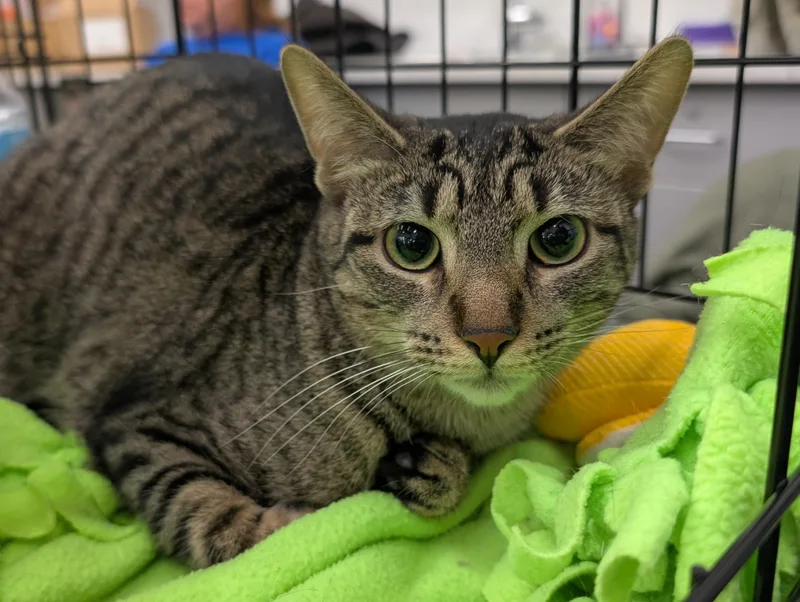 Sweet Jane thumbnail 2