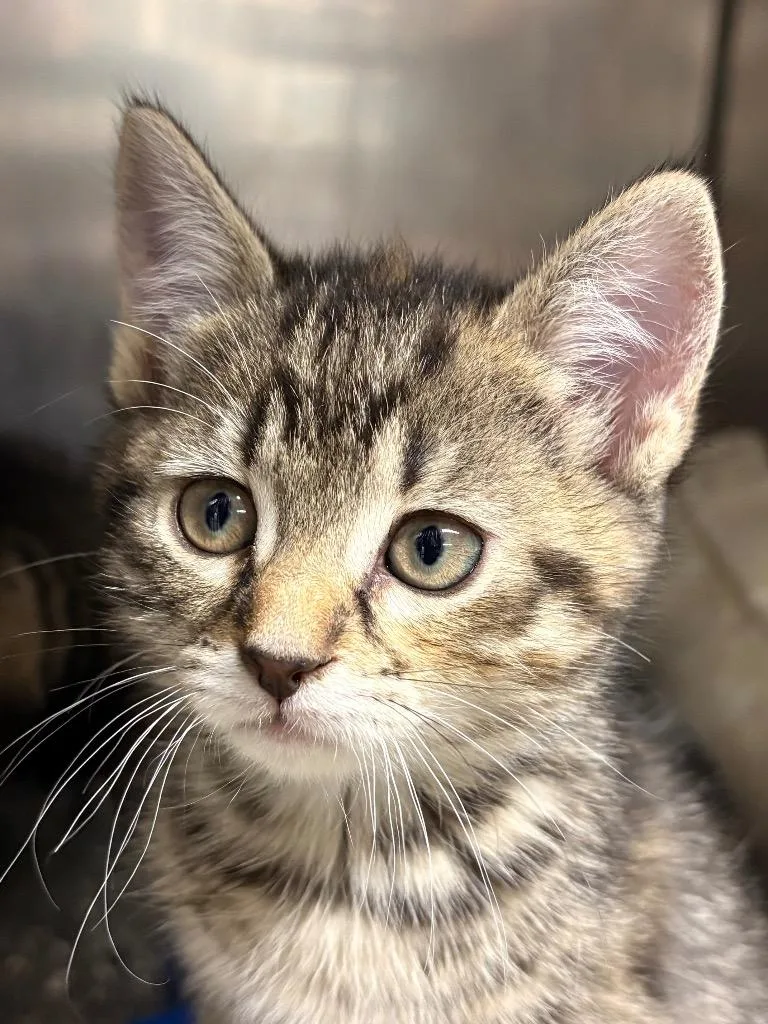 A baby medium-sized female Domestic Short Hair cat named Macaroon for adoption in Fall River, MA