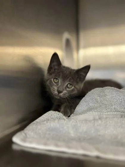 A baby small-sized male Domestic Short Hair cat named Pineapple for adoption in Munster, IN