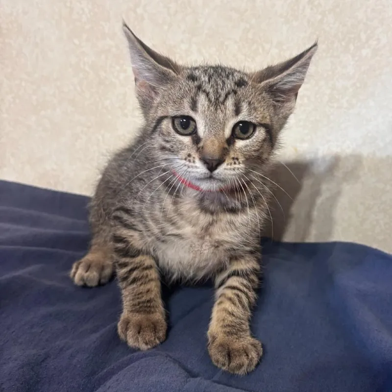 A baby small-sized male Brown / Chocolate Domestic Short Hair cat named Bluegill for adoption in Belleville, IL