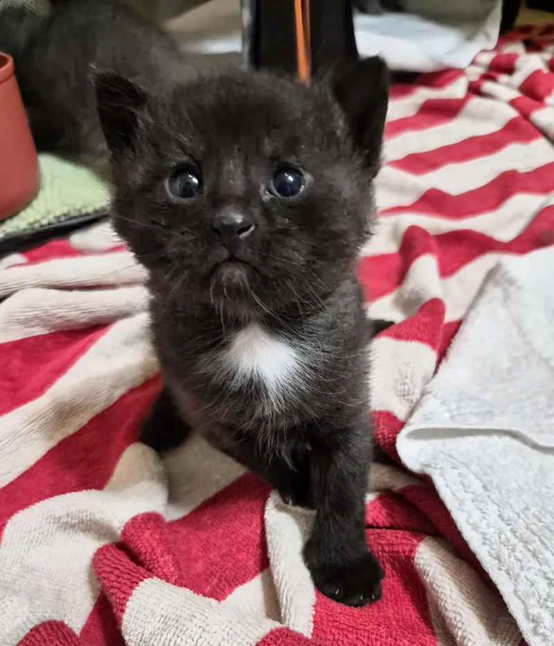 A baby small-sized female Black American Shorthair cat named Penelope for adoption in Waverly, IA