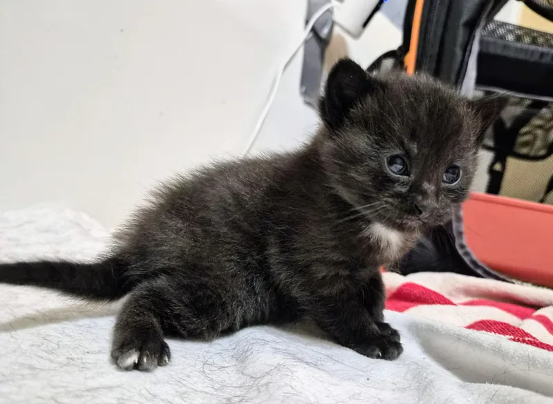 Penelope thumbnail 2