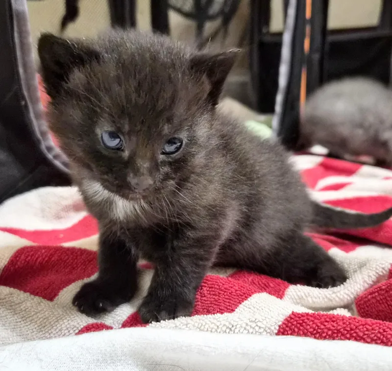 Penelope thumbnail 3