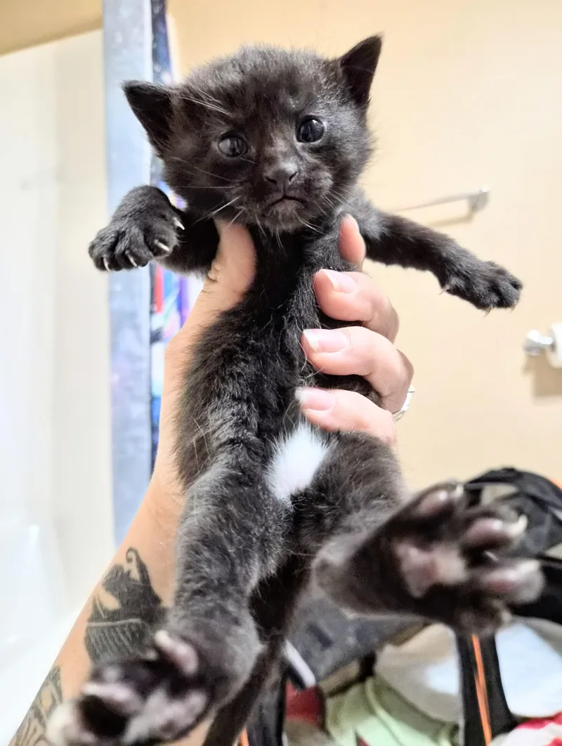 Penelope thumbnail 5