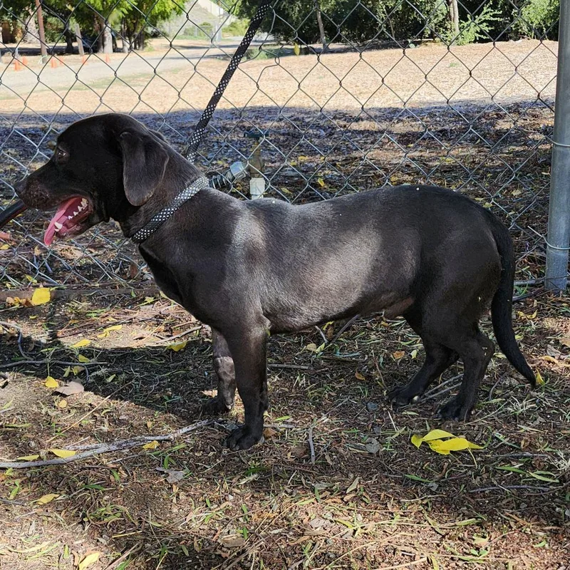 Lil John thumbnail 3