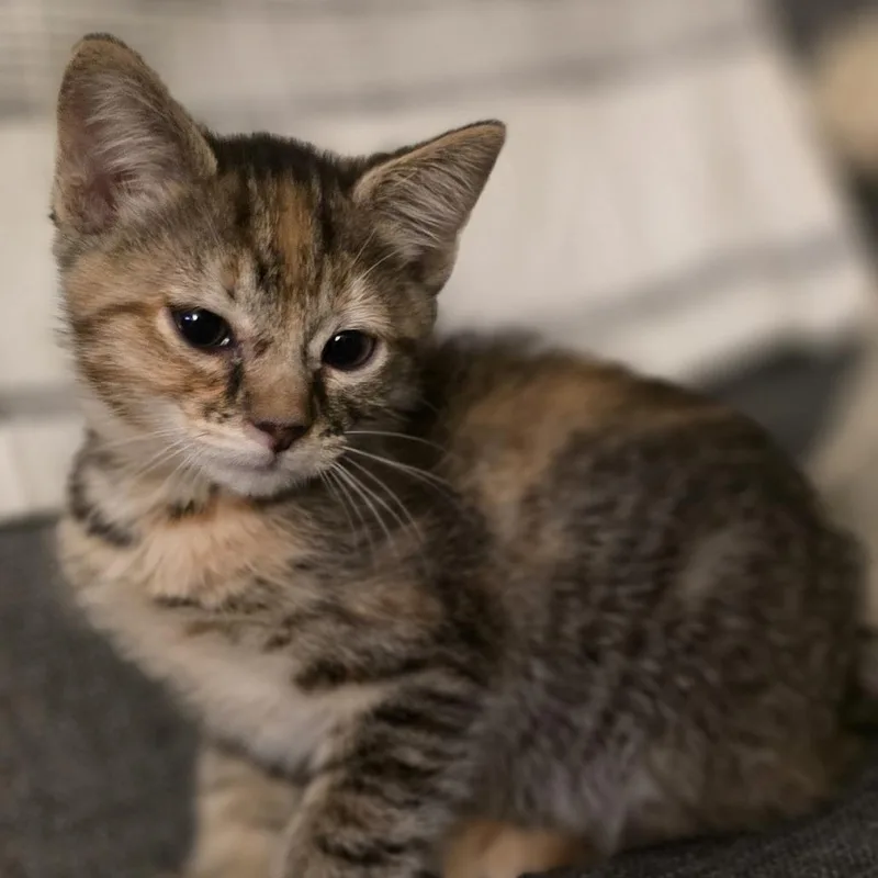 A baby small-sized female Domestic Short Hair cat named Mae for adoption in Cumming, GA