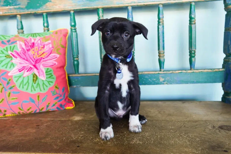 A young small-sized male Black Papillon dog named American Pie for adoption in San Antonio, TX